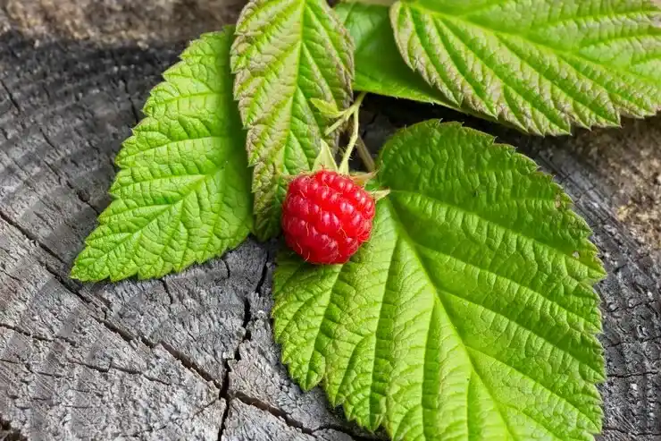 bahan herbal yang dihindari ibu menyusui