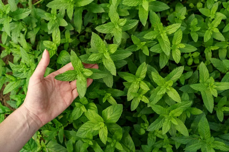 bahan herbal yang dihindari ibu menyusui